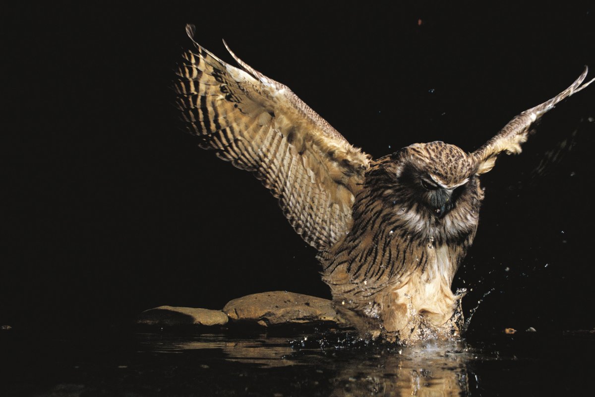 Дальневосточный рыбный Филин