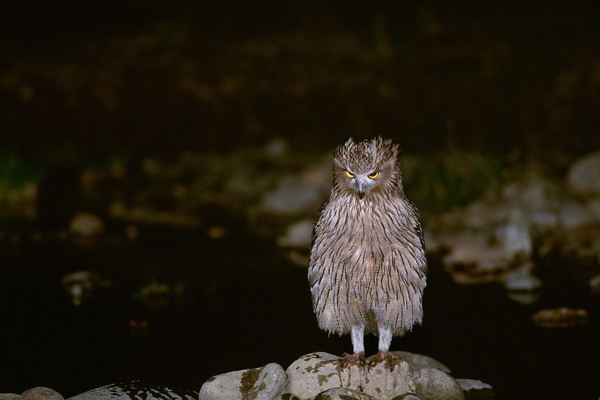 Рыбный Филин размах крыльев
