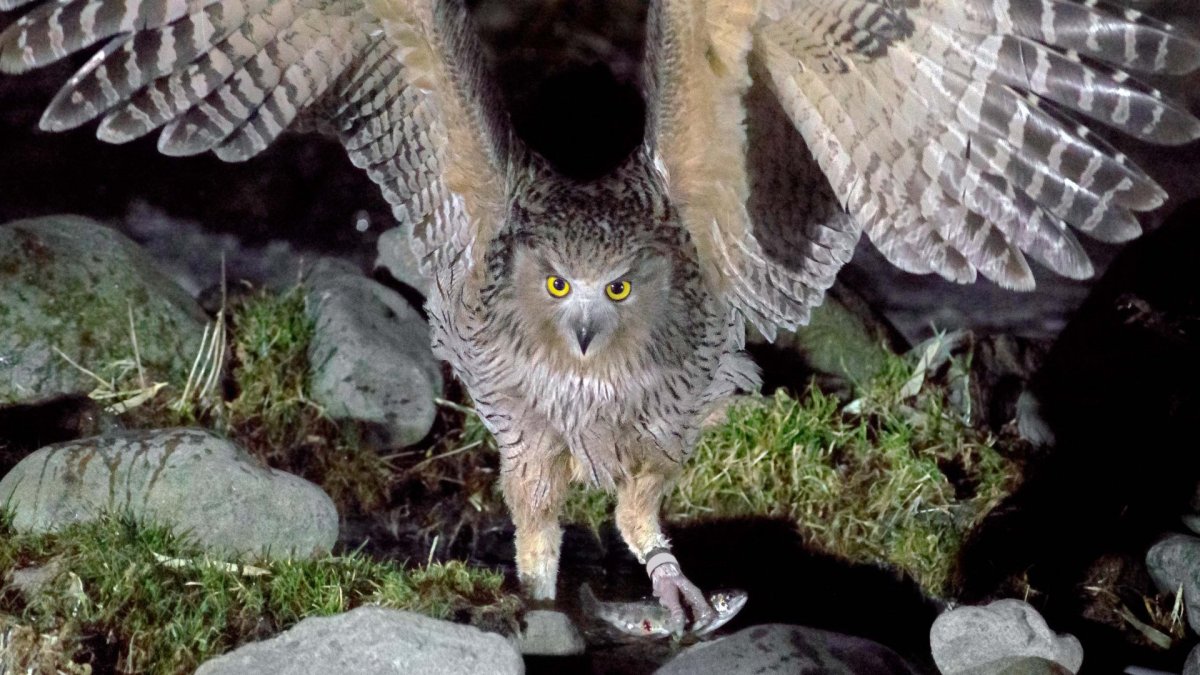 Сова рыбалка