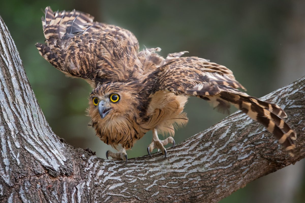 Дальневосточный рыбный Филин