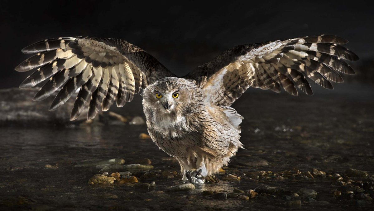 Рыбный Филин Ketupa blakistoni