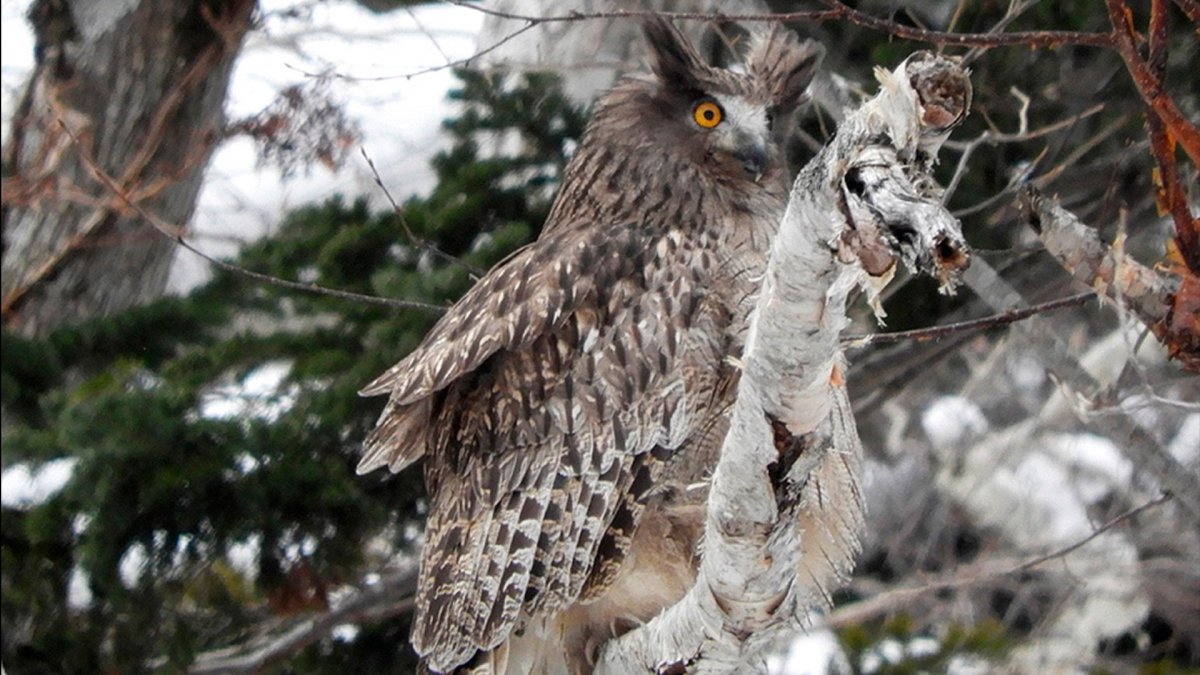 Черная ушастая Сова