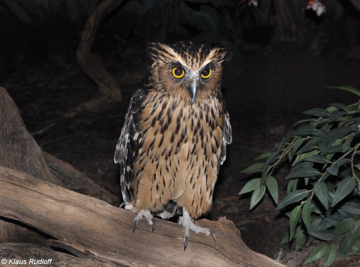 Дальневосточный рыбный Филин