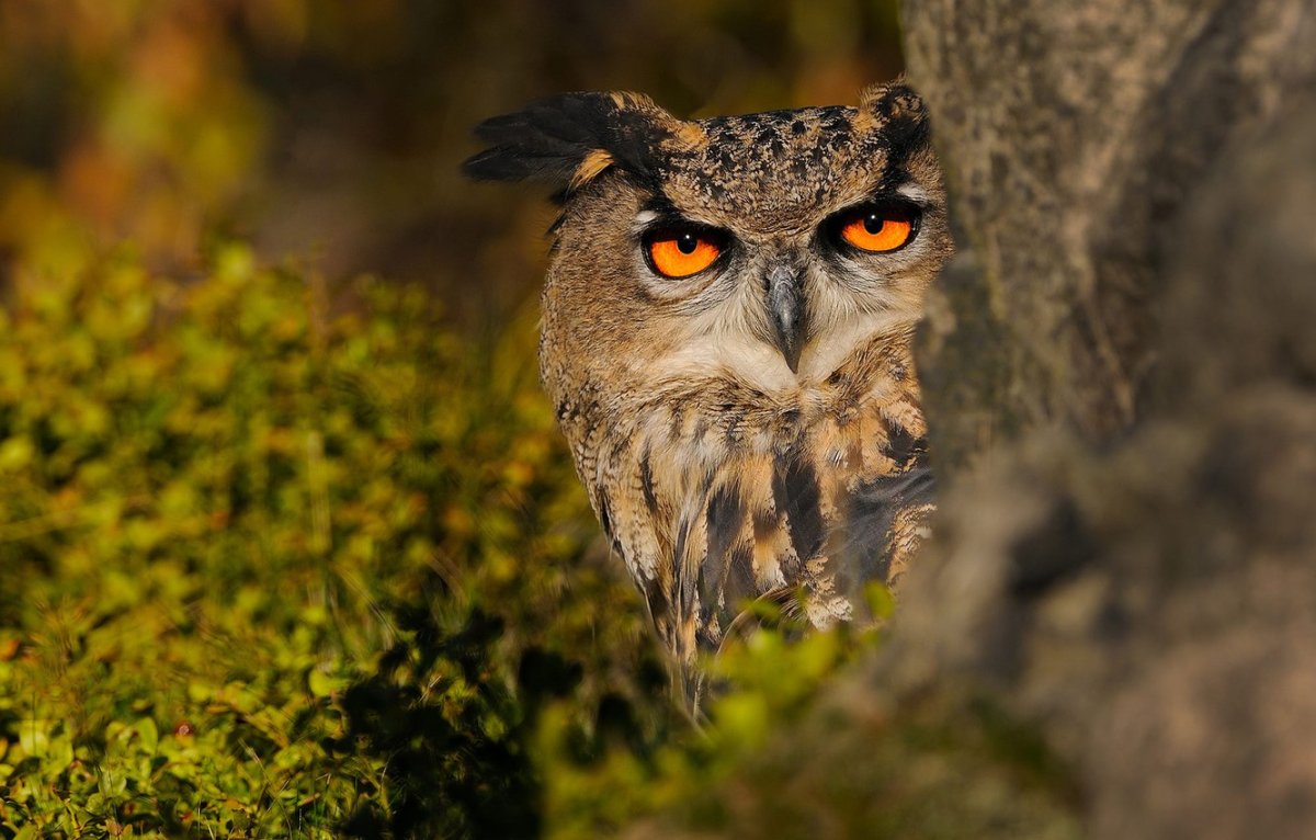 Филин с рыбой