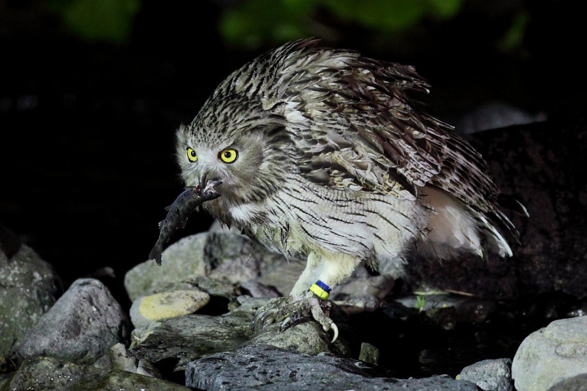 Японский рыбный Филин