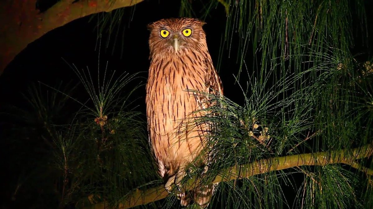 Рыбный Филин на охоте