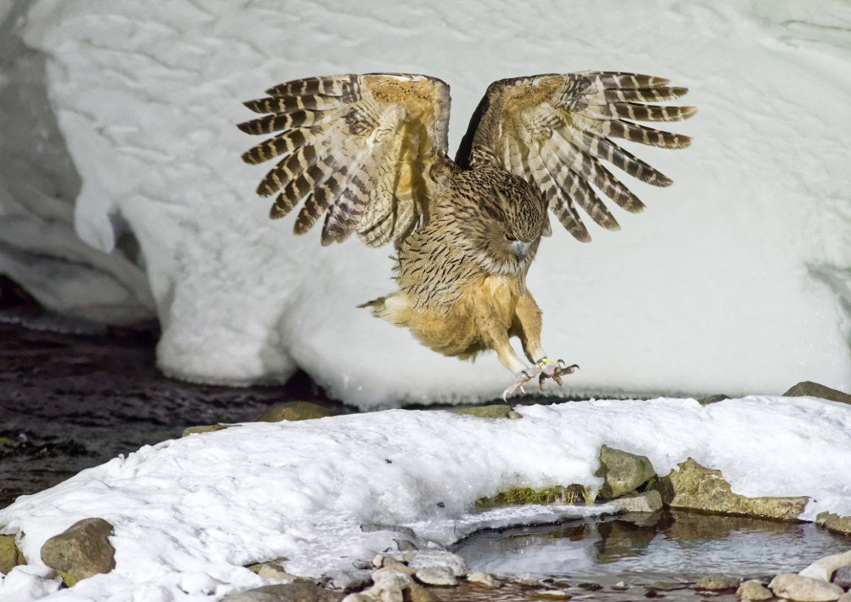 Рыбный Филин Приморский край