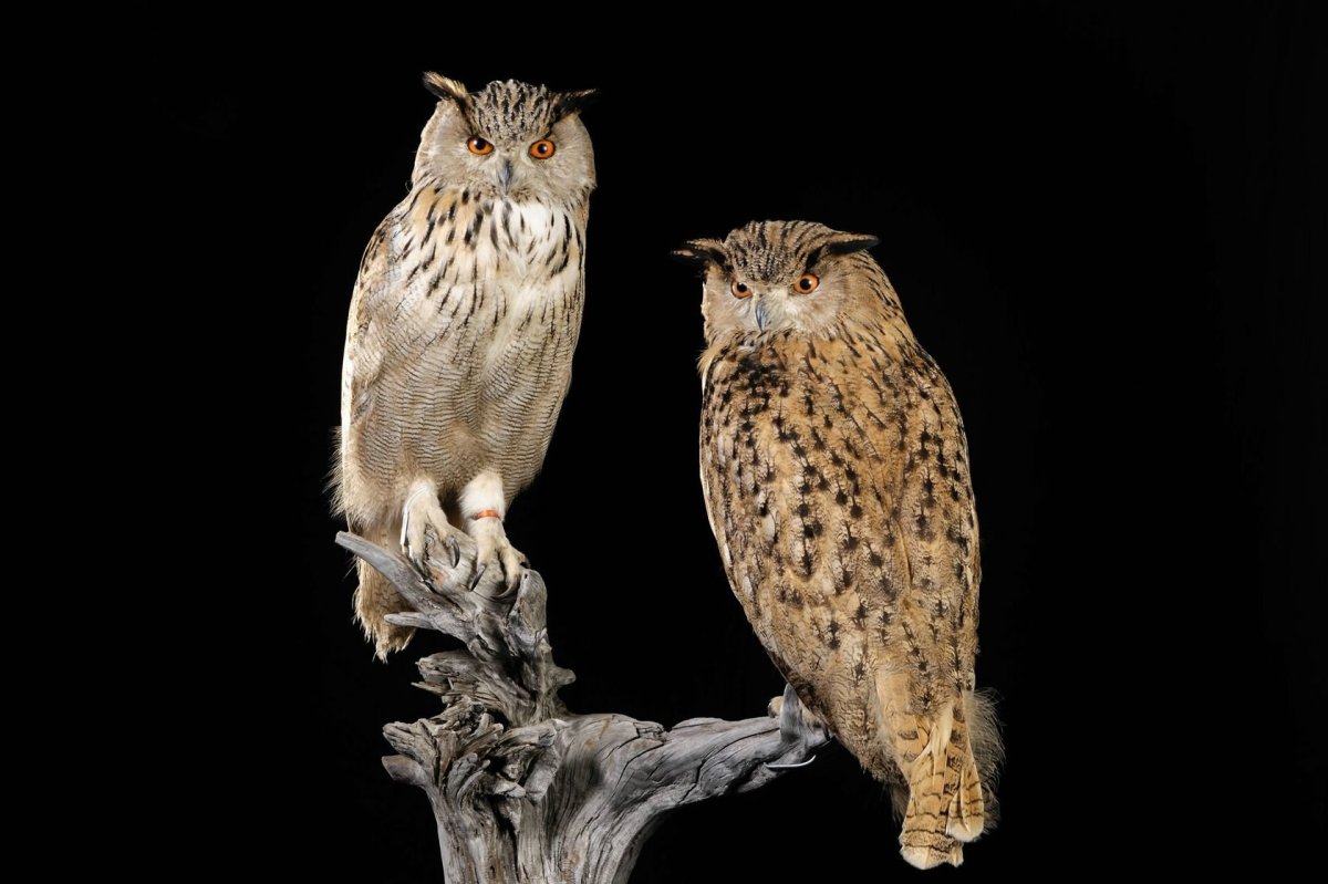 Рыбный Филин красивые фото