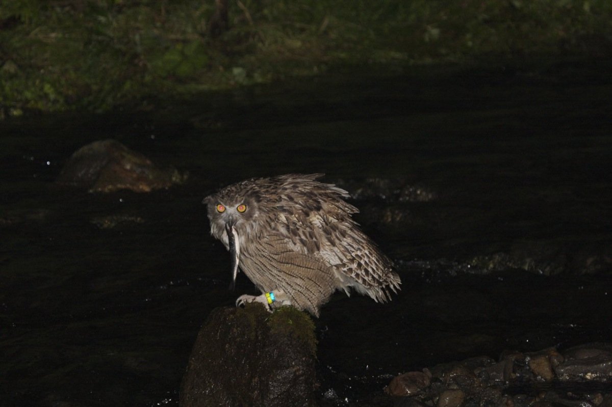 Сова в полете
