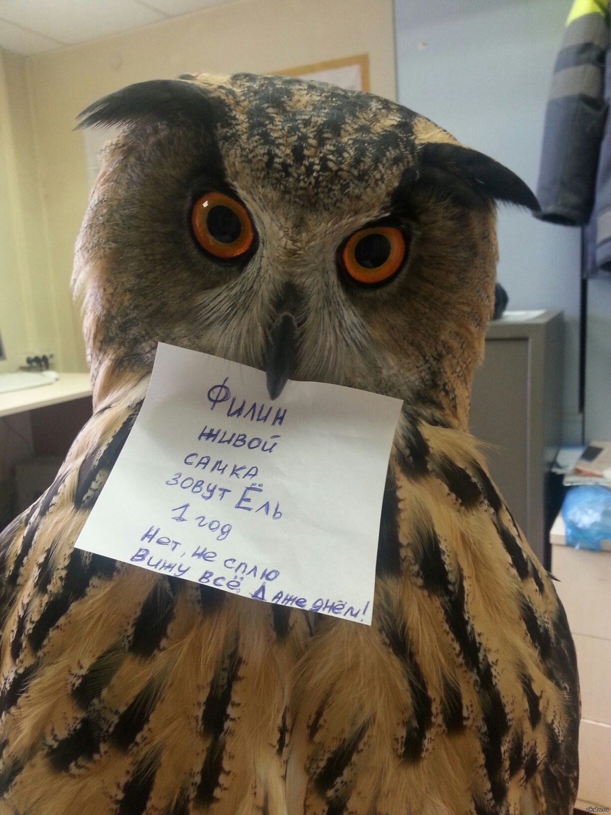 Карликовый сычик