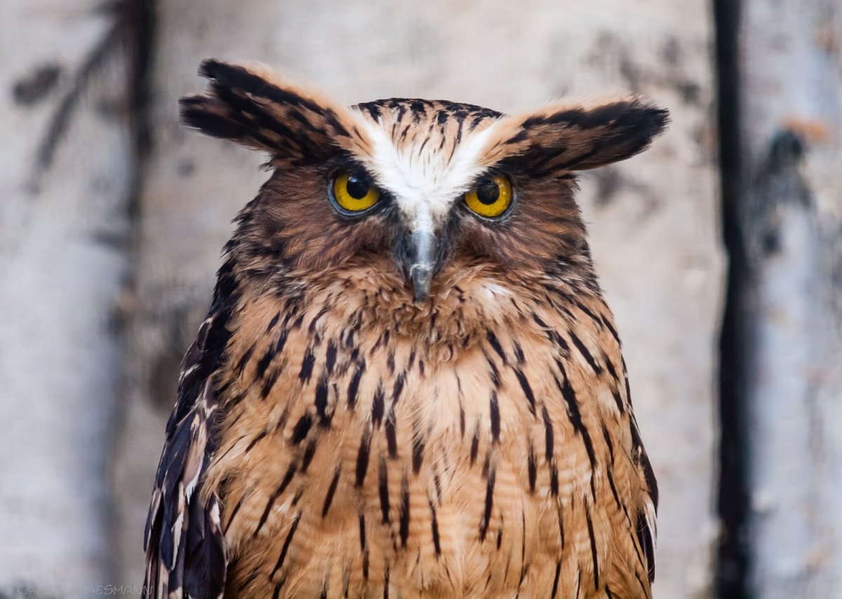 Рыбный Филин Ketupa blakistoni