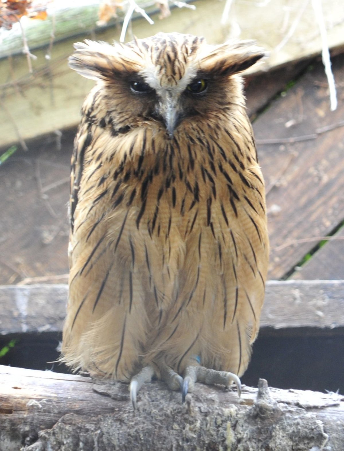 Гнездо полярной Совы