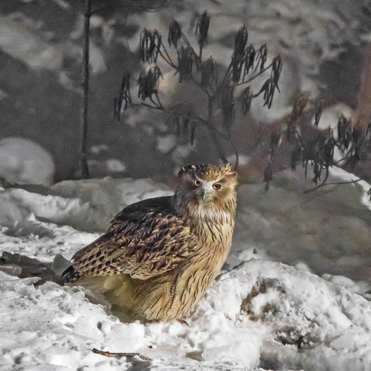 Дальневосточный рыбный Филин полёт