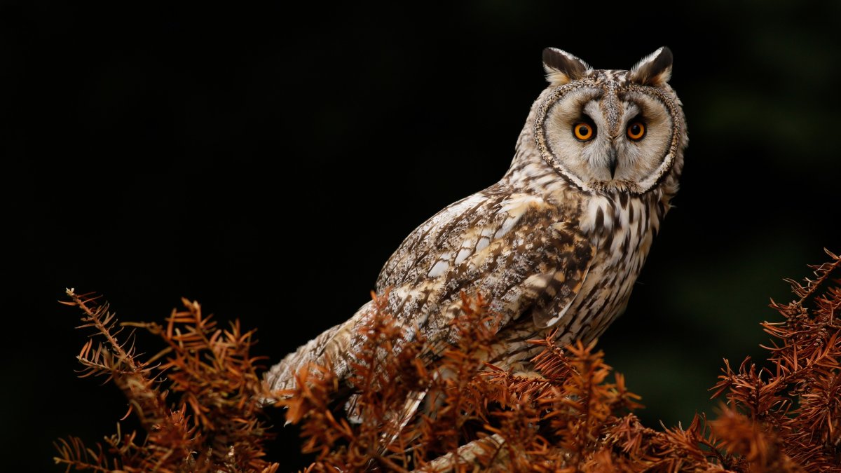 Сибирский Филин