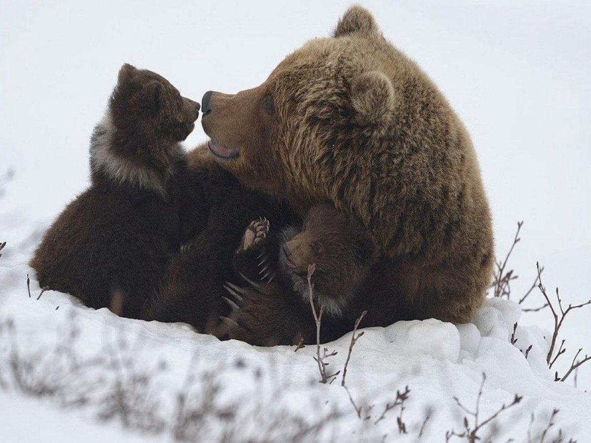 Белый медведь с медвежатами в берлоге