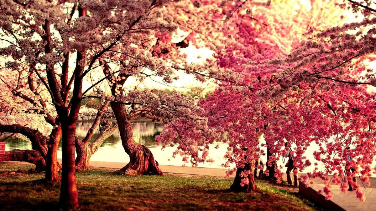 Сакура черри блоссом