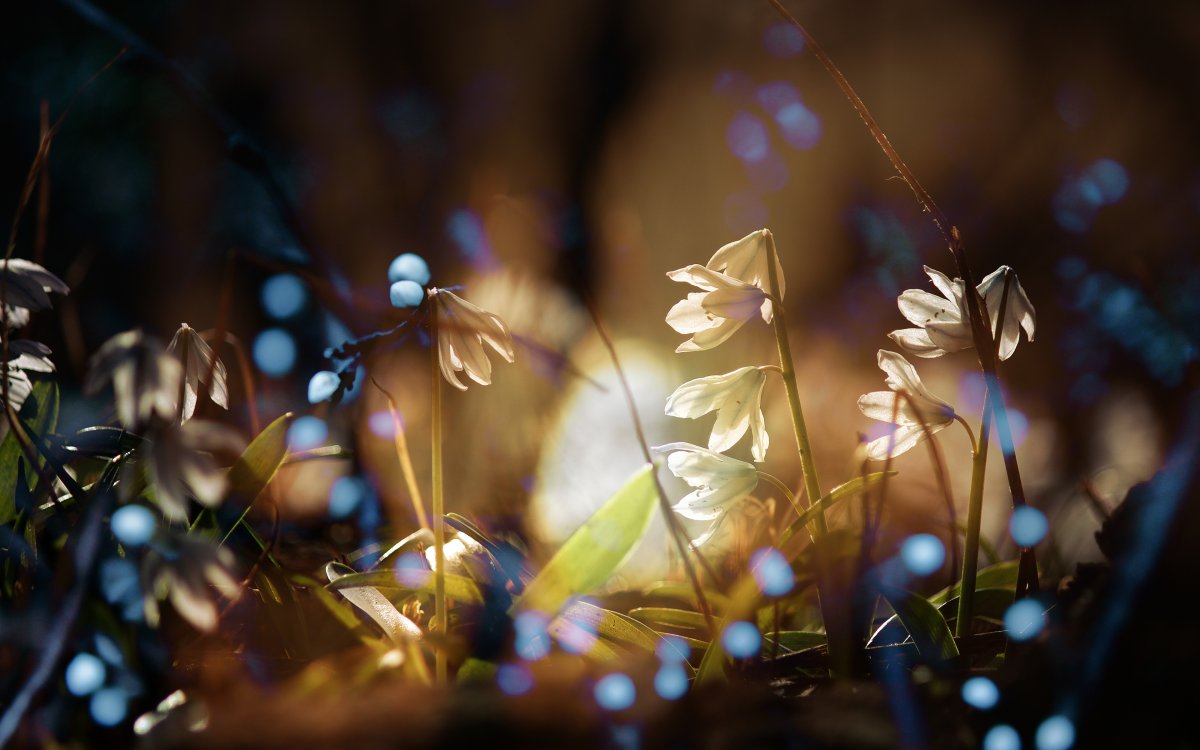 Весенние блики