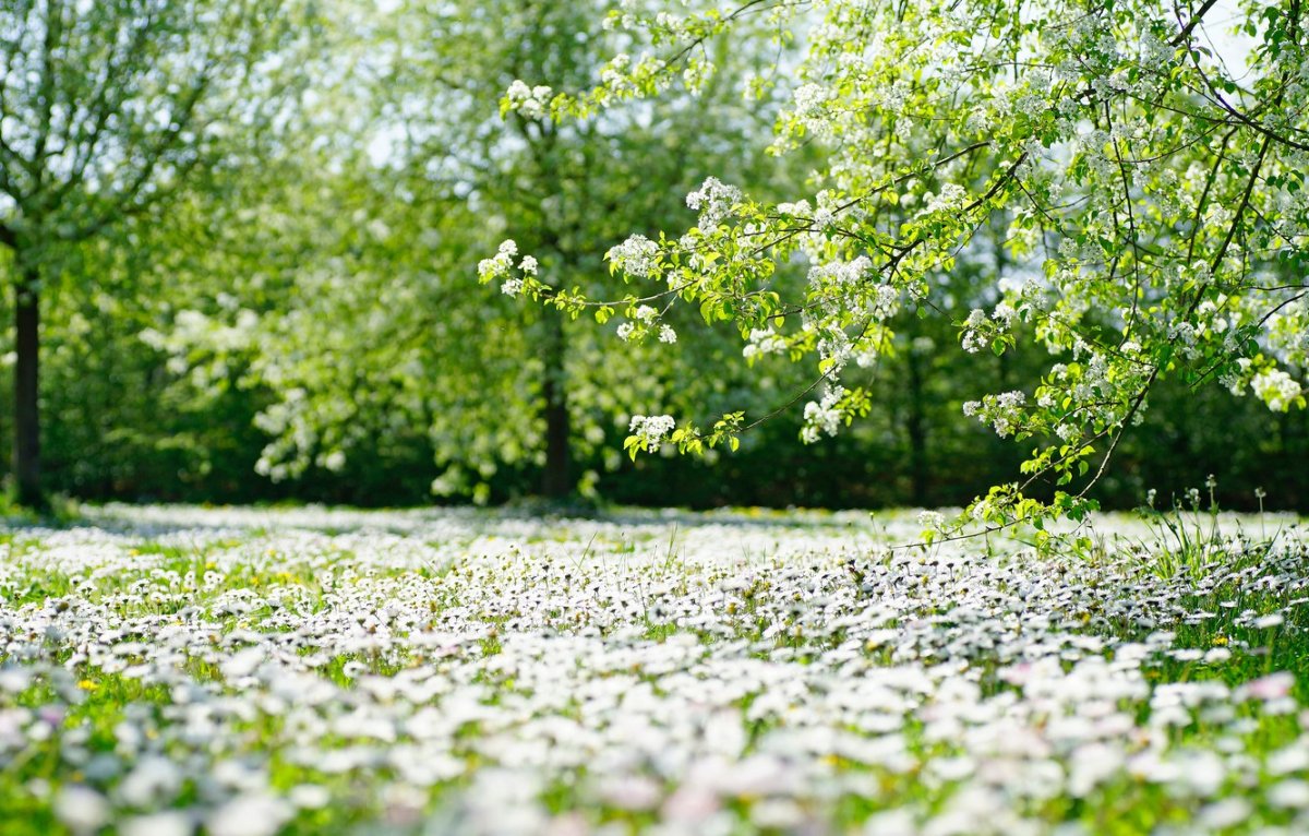 Красивые обои на рабочий стол 1920х1080 Весна