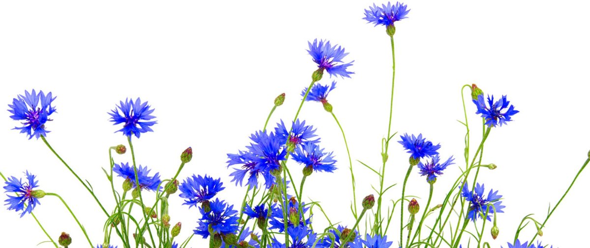 Васильки мультяшные