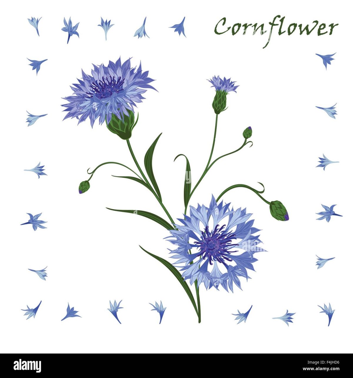 Васильки букет рисунок