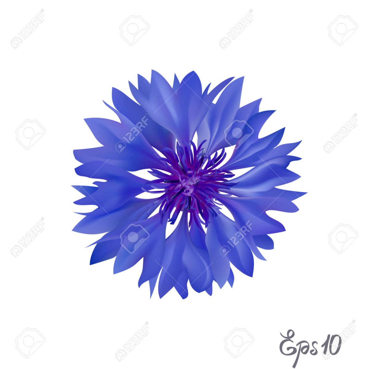 Василек Луговой карточка