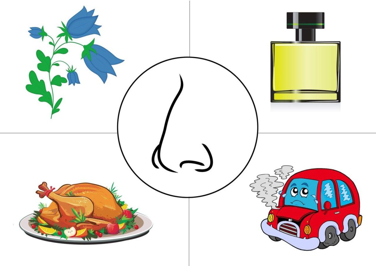 Дидактическая игра органы чувств человека для детей