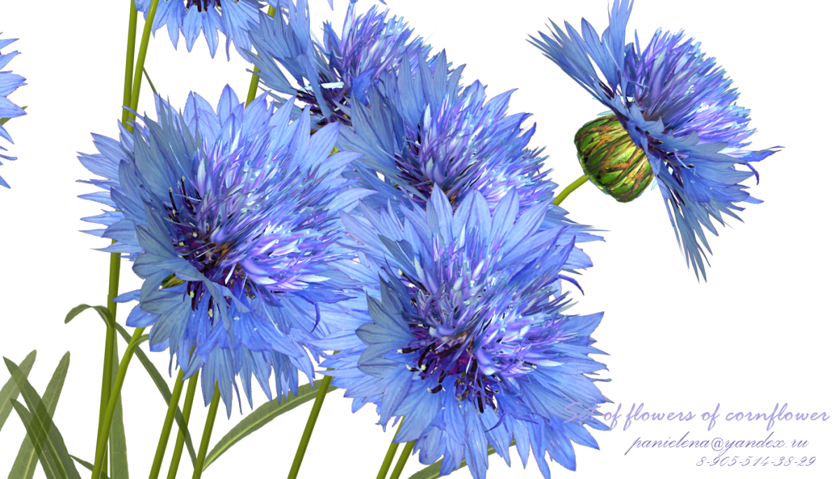 Василек один цветок