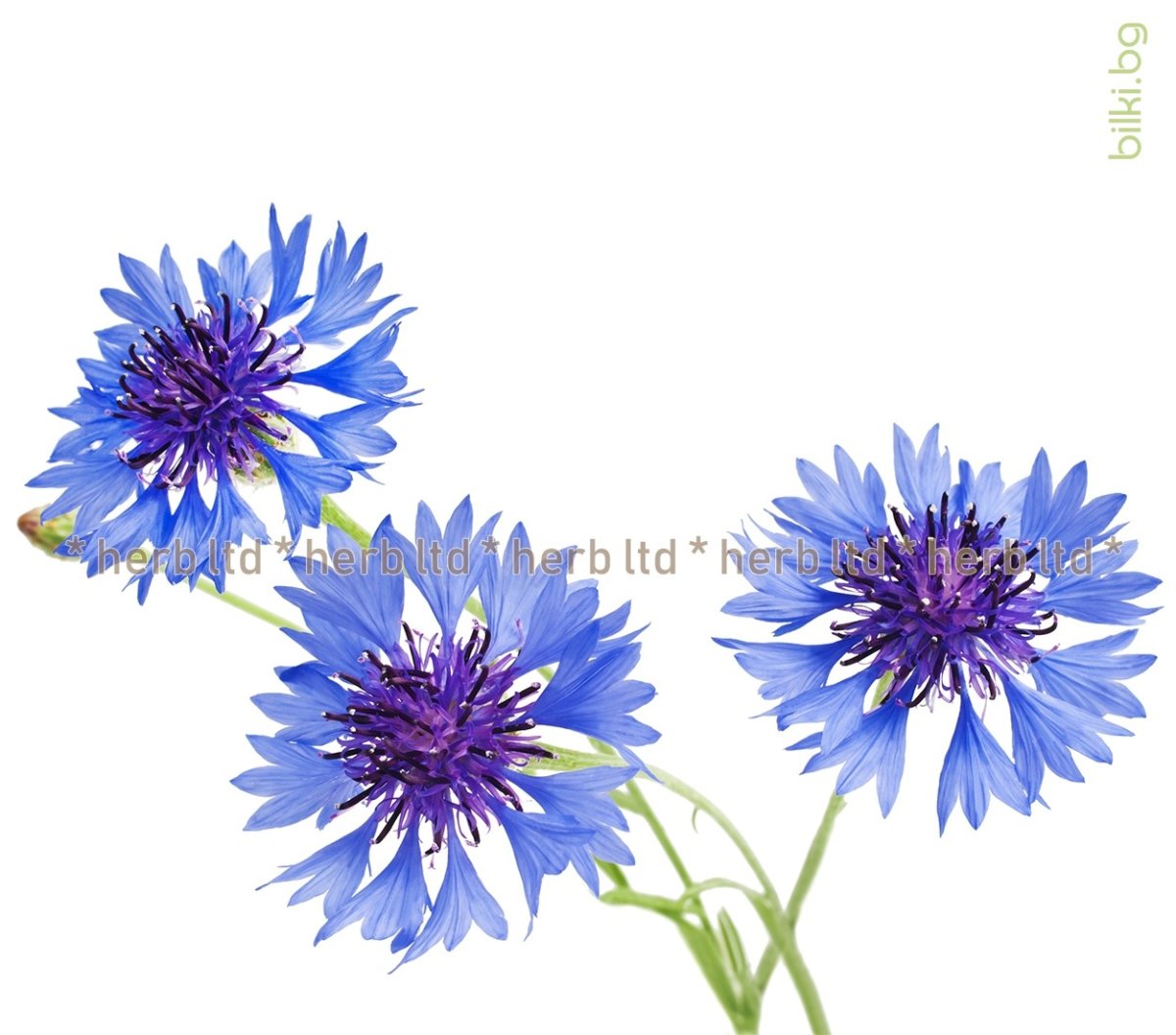 Колокольчик Ромашка Васи-лёк