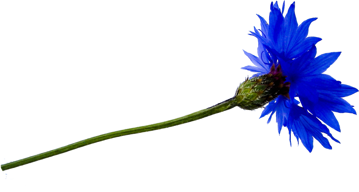 Васильки на прозрачном фоне