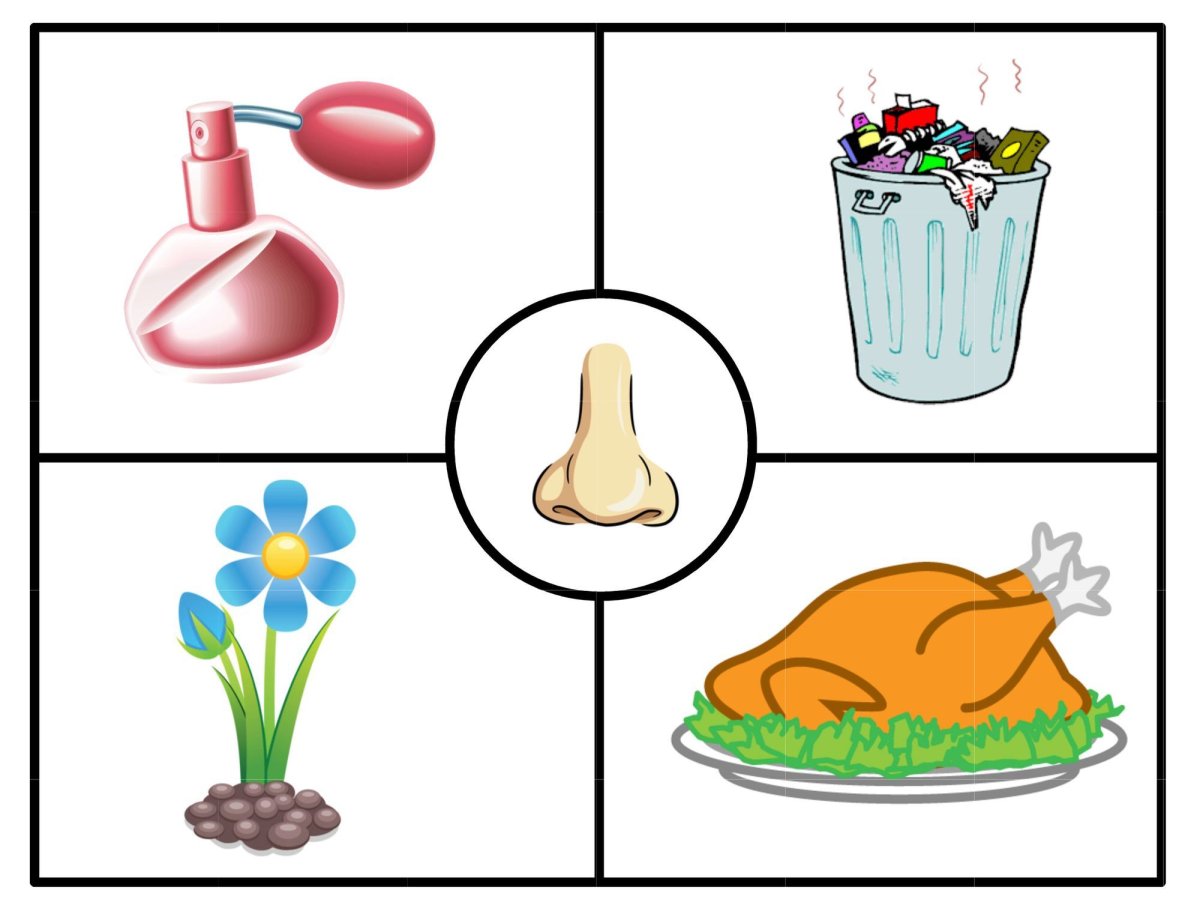 Дидактическая игра органы чувств для детей