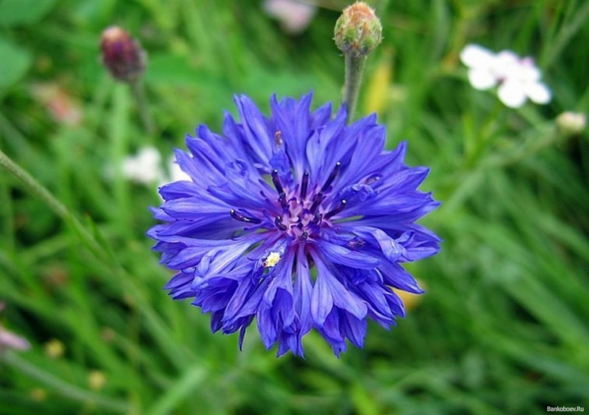 Василек для срисовывания