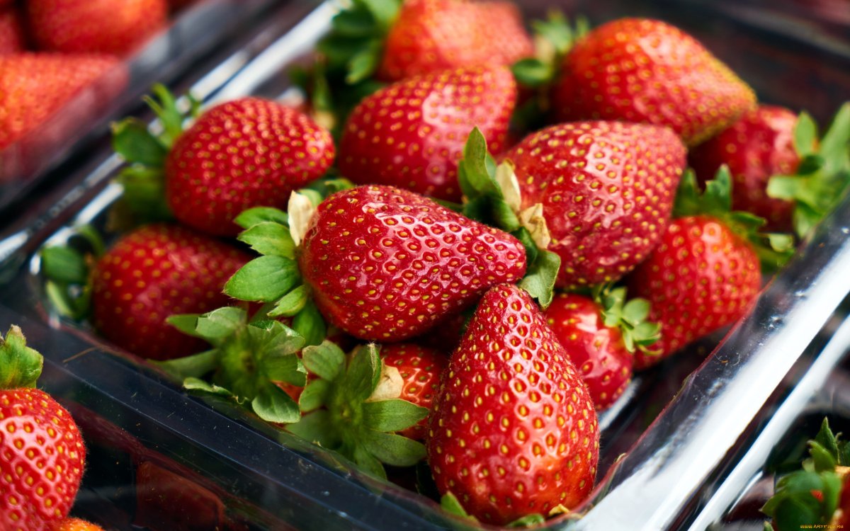 Клубника Аргентера