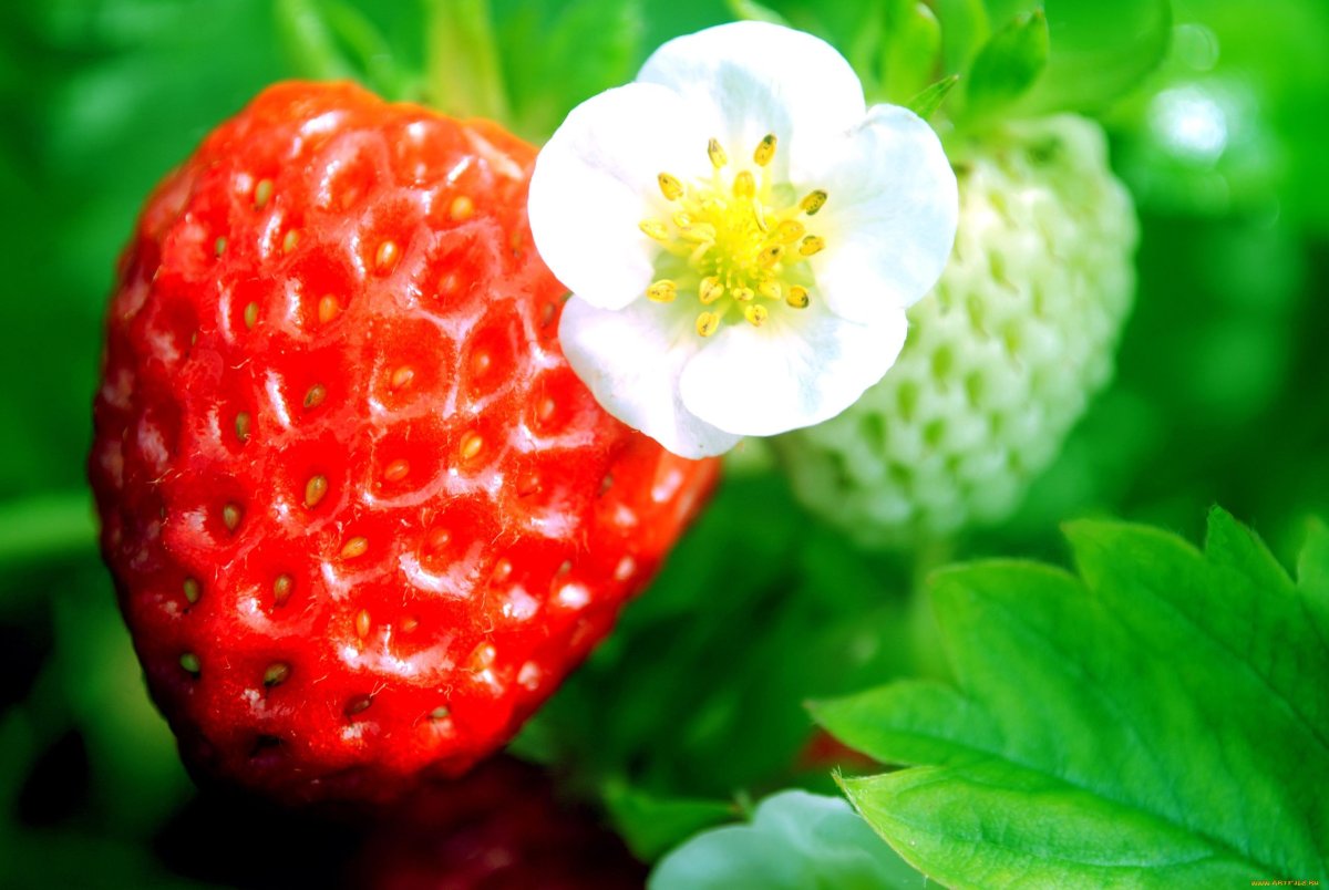 Цветочки ягодки