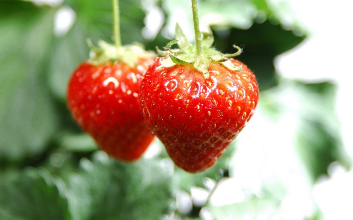 Фотообои клубника