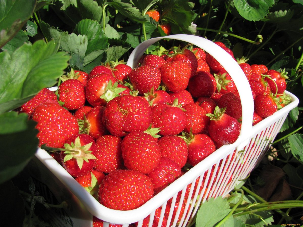 Виктория ремонтантная ягода