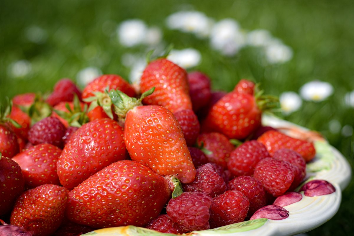 Клубника Моника