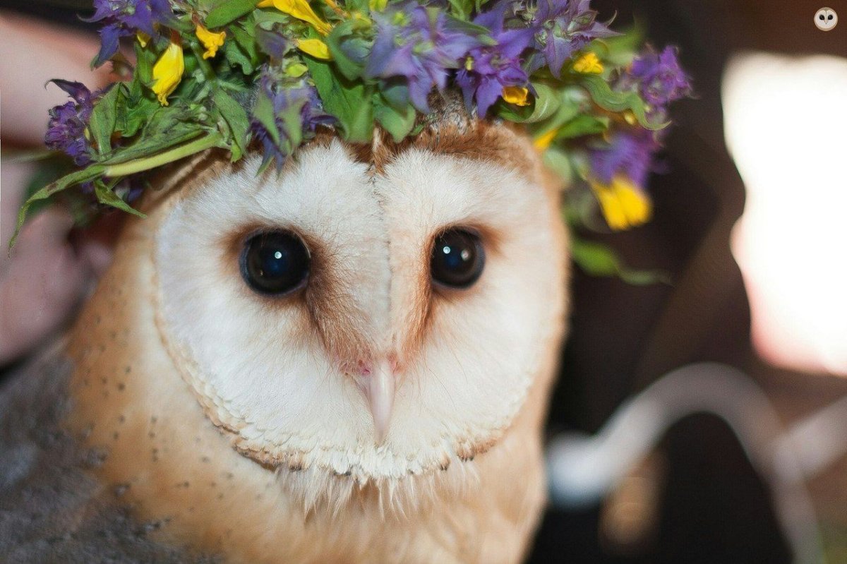 Милые Совы сипуха