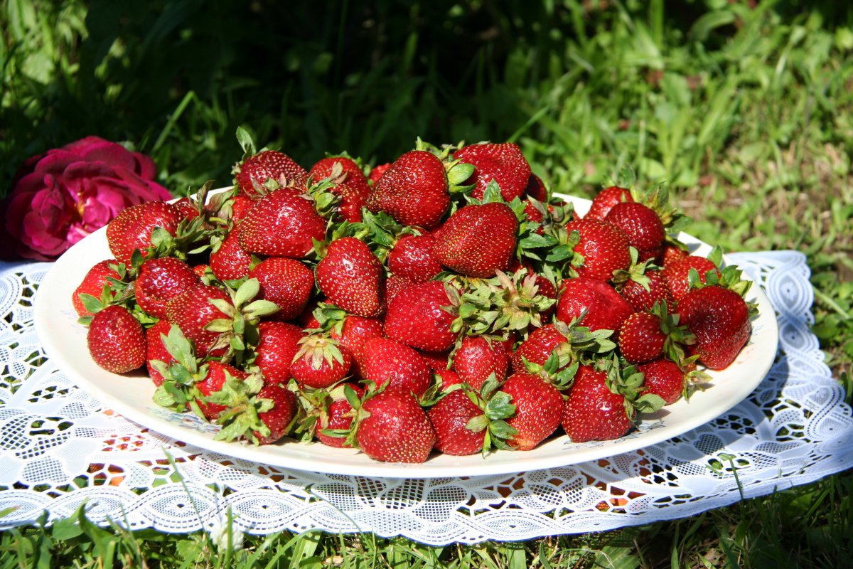 Клубника Флорентина