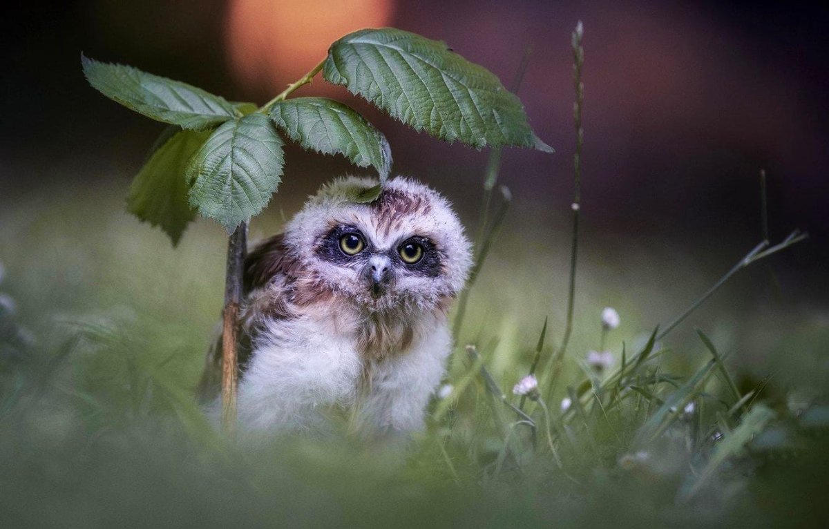 Сова сплюшка