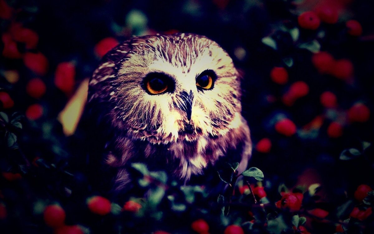 Сова обои