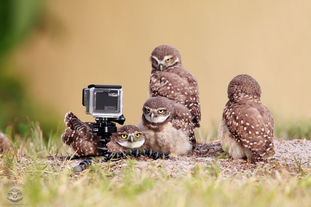 Сова с фотоаппаратом