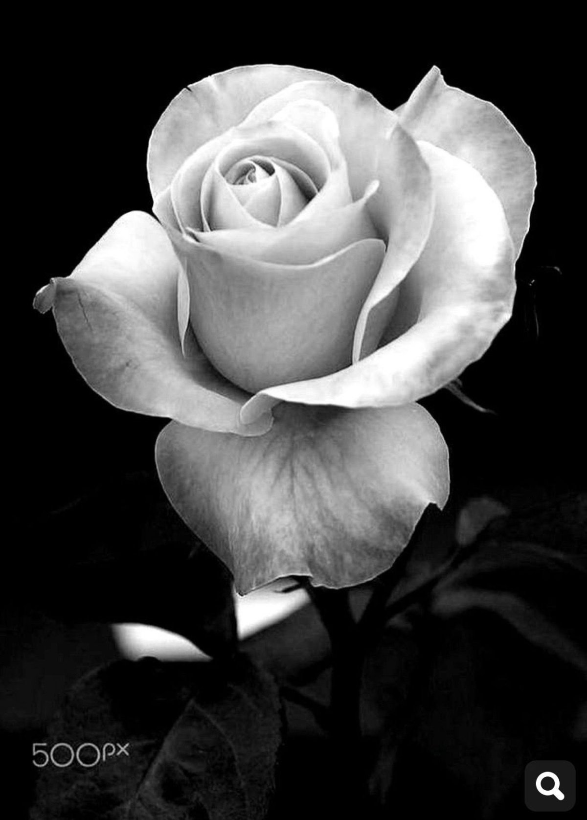 Кусты роз эскиз