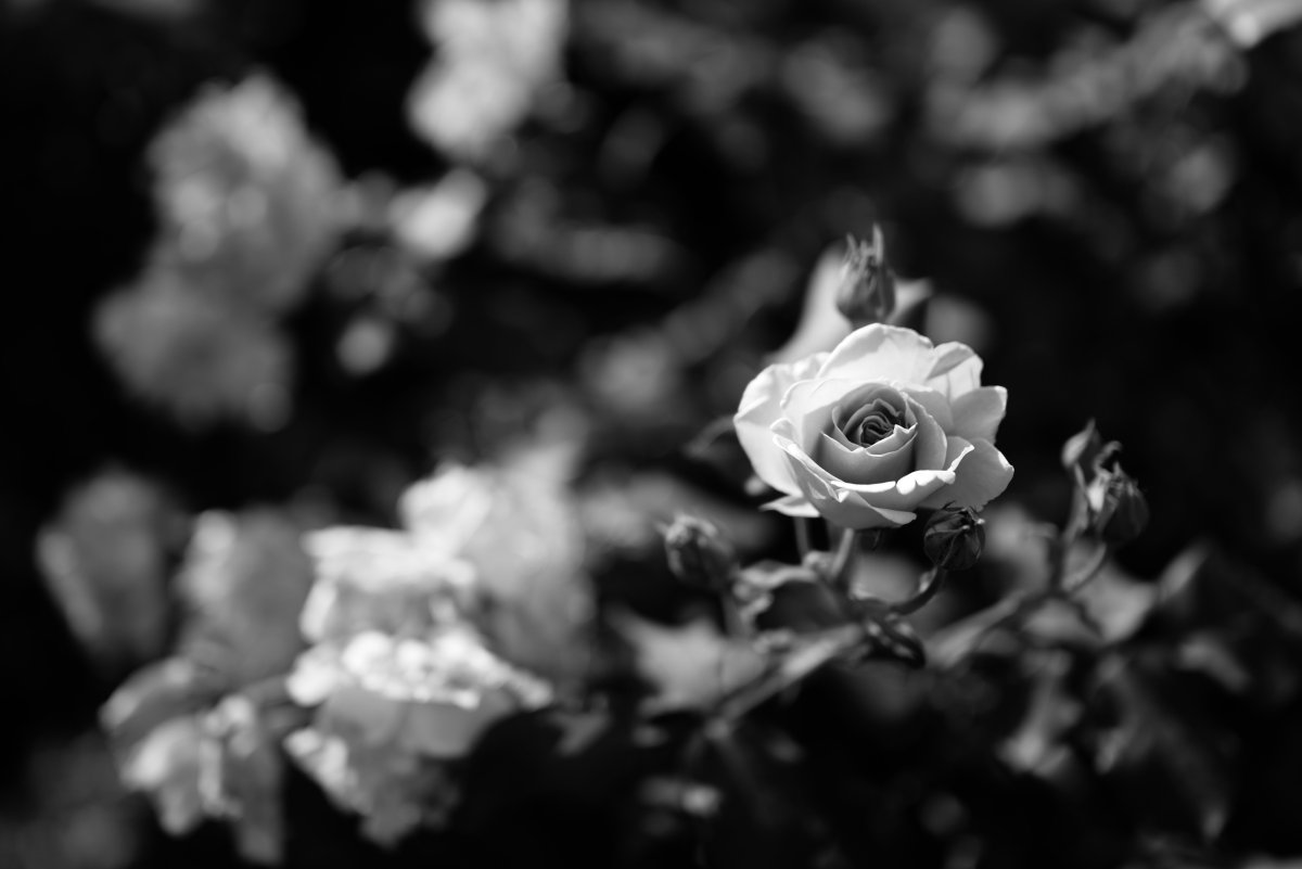 Цветы чёрно белые