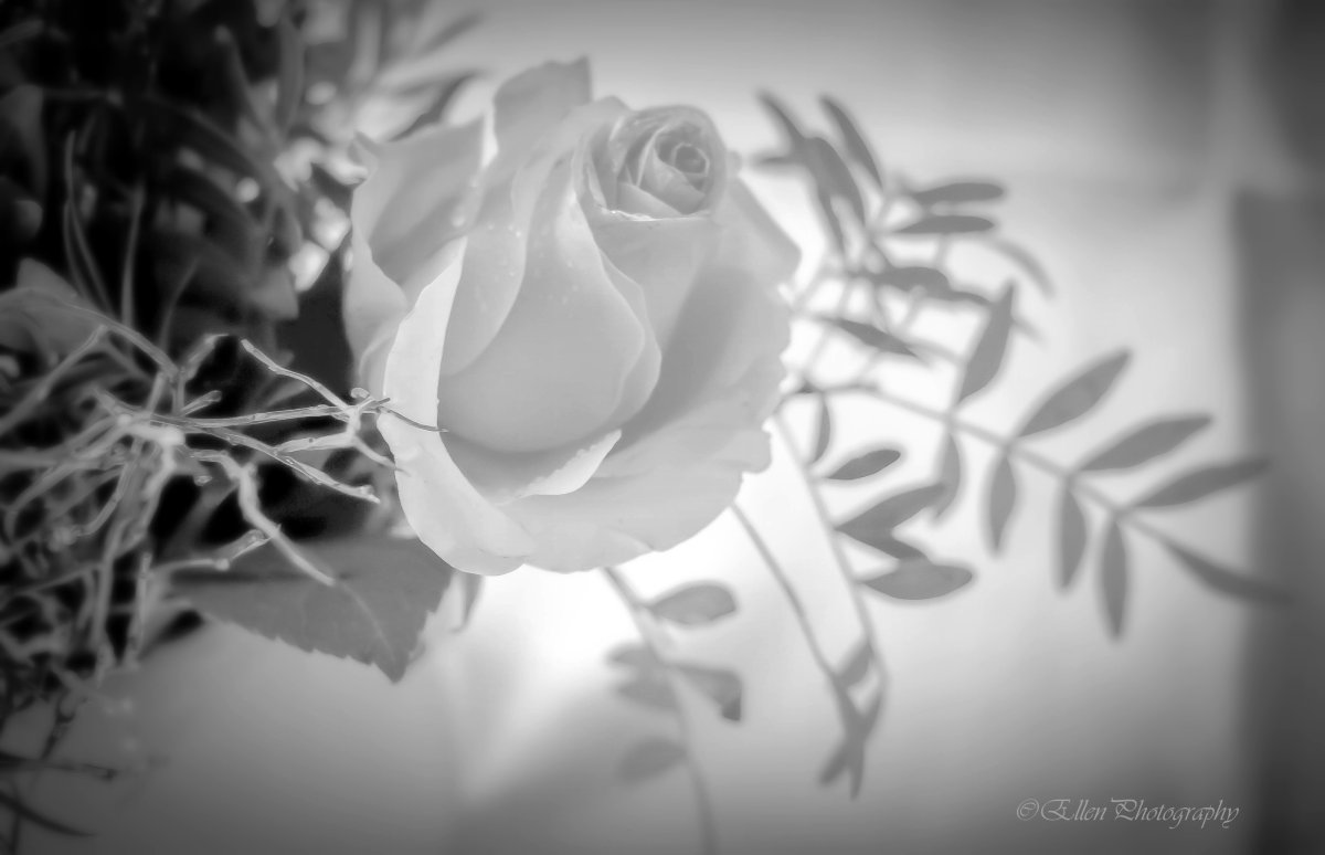 Красивый цветок на сером фоне