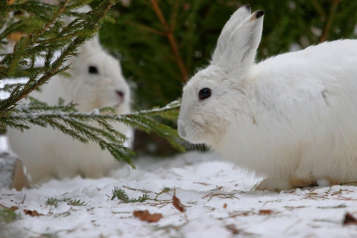 Заяц Беляк зимой