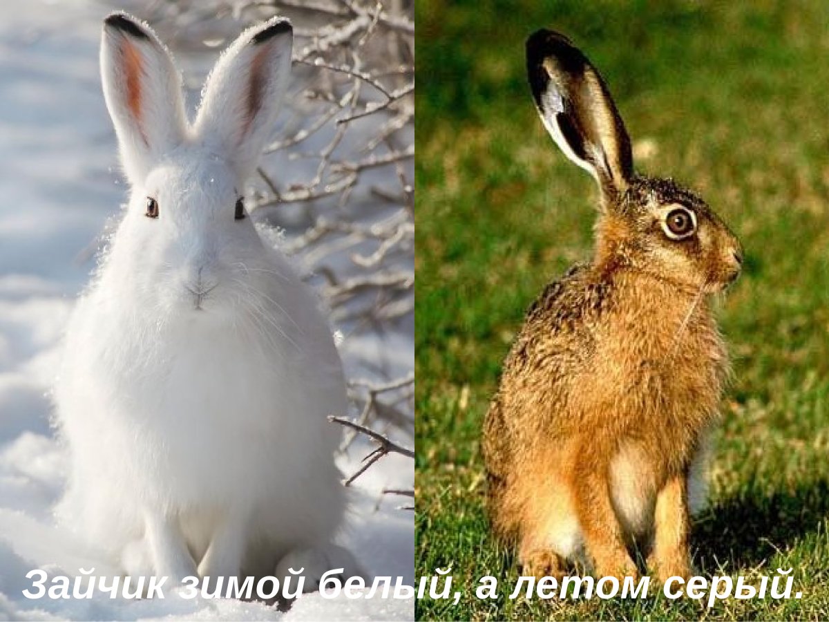 Роберт Бейтман художник зима