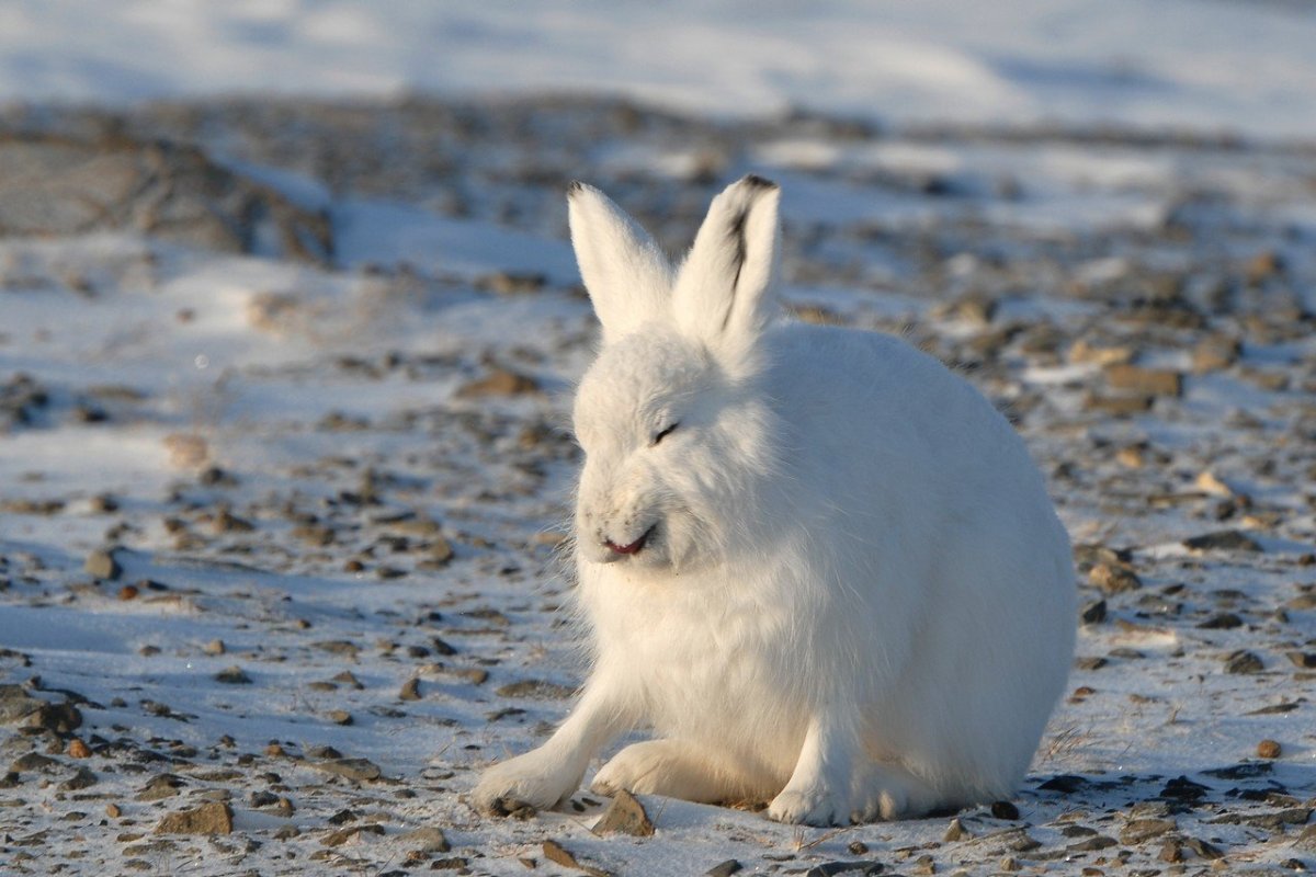 Заяц Беляк и Русак