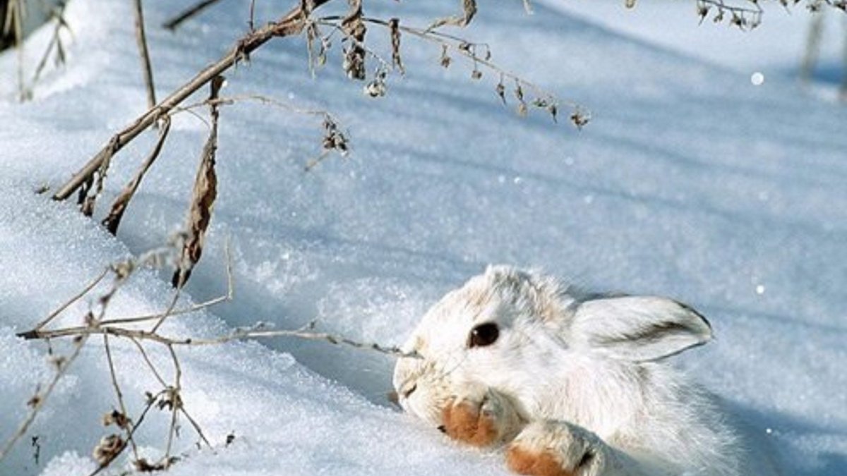 Заяц Беляк Нора