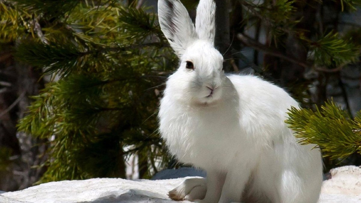 Заяц Беляк
