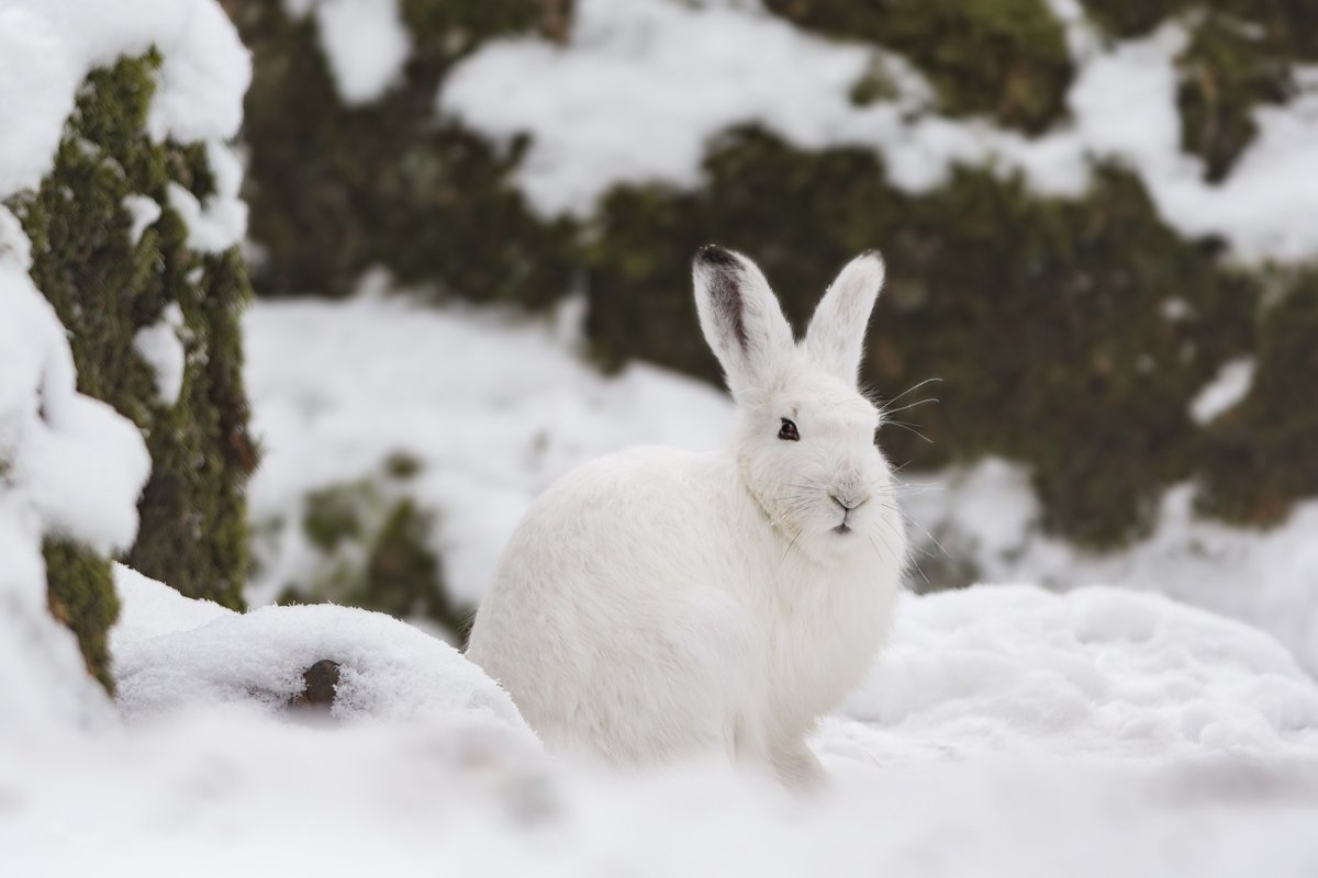 Заяц Беляк генотип